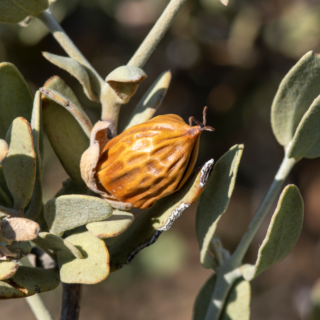 Ingredient Dive: Jojoba